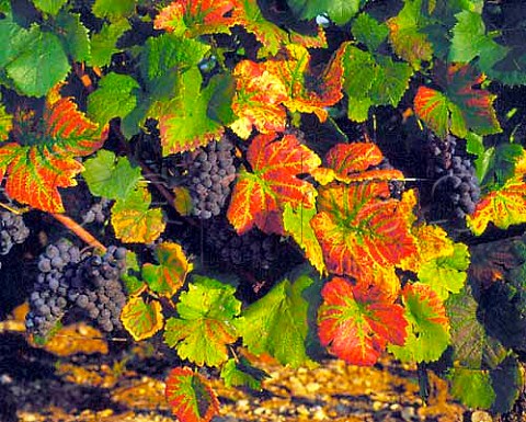 Pinot Noir vine with Red Leaf Virus leafroll   MoreyStDenis Cte dOr France  Cte de Nuits