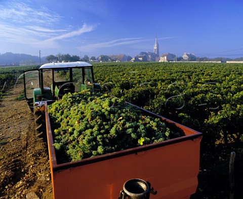 Harvested Sauvignon Blanc grapes with the village of   StAndelain beyond near PouillysurLoire Nivre   France         PouillyFum