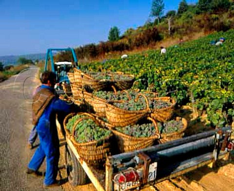 Harvested Aligot grapes in traditional wicker   baskets PernandVergelesses Cte dOr France   Cte de Beaune