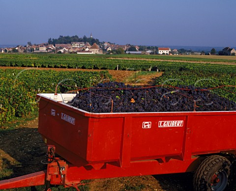 Trailer of harvested Pinot Noir grapes in vineyard near Buxy SaneetLoire France    Montagny  Cte Chalonnaise