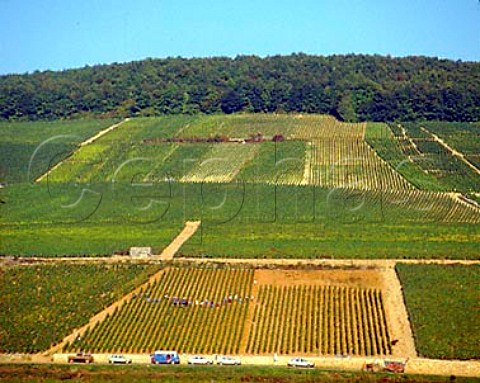 Harvesting in vineyard on the Hill of Corton   PernandVergelesses Cte dOr France   Cte de Beaune