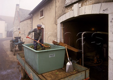 Unloading harvested Aligot grapes in   PulignyMontrachet Cte dOr France   Cte de Beaune