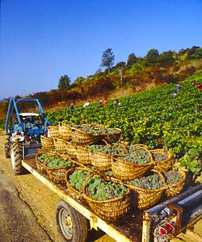 Harvested Aligot grapes in traditional wicker   baskets PernandVergelesses Cte dOr France   Cte de Beaune