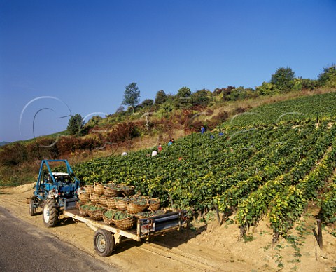 Traditional baskets of harvested Aligot grapes in vineyard at PernandVergelesses Cte dOr France  Cte de Beaune