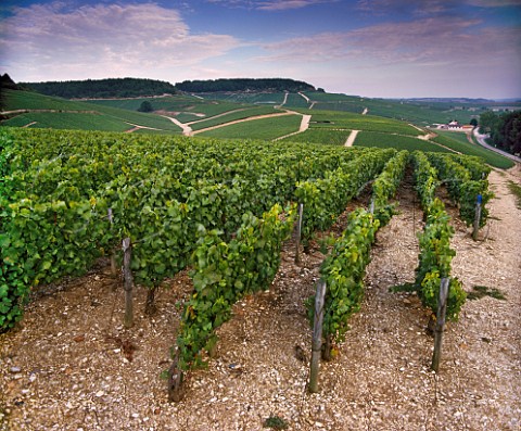 View over Grand Cru vineyards Vaudsir to Valmur and Grenouilles   Chablis Yonne France