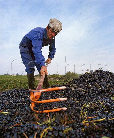 Raking trailer of harvested Merlot grapes in vineyard of Chteau PontetCanet Pauillac Gironde France Mdoc  Bordeaux