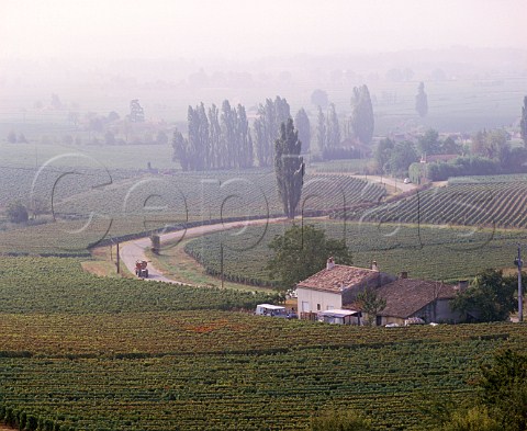 Vineyards at StEtiennedeLisse near Stmilion Gironde France  Saintmilion  Bordeaux