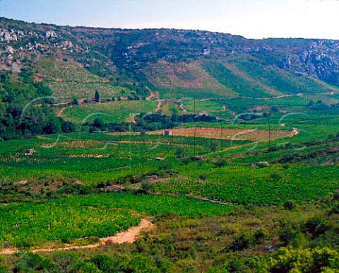 Vineyards in the Verdouble valley near Paziols   Aude France    AC Fitou