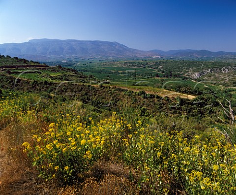 Vineyards in the Torgan valley near Paziols Aude  France    Fitou  Corbires