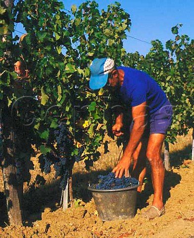 Picking Merlot grapes in vineyard at Monbazillac   Dordogne France   Bergerac
