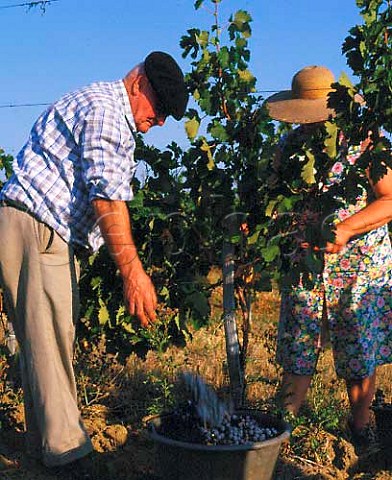 Picking Merlot grapes in vineyard at Monbazillac   Dordogne France  Bergerac