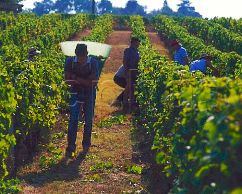 Picking Muscadelle grapes in vineyard near Mussidan  Dordogne France