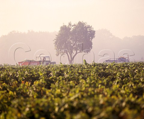 Harvesting grapes in the morning mist at    StAndelain near PouillysurLoire Nivre France   PouillyFum