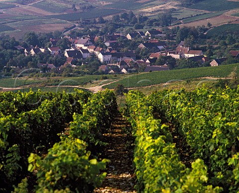 Vineyards above the village of Bu   Cher France     AC Sancerre