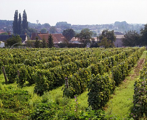 Vineyard at Quincy Cher France   Quincy