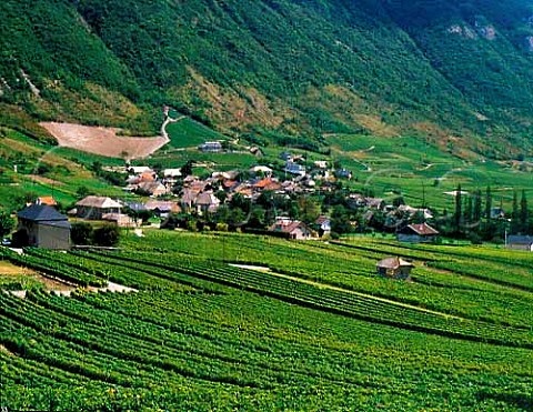 Vineyards at Chignin Savoie France   AC Vin de SavoieChignin