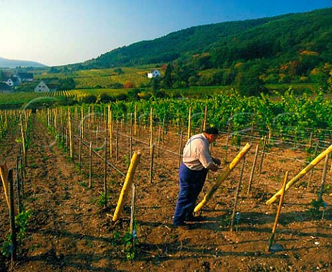 Setting up wires for oneyearold vines in a   vineyard of Hugel at Riquewihr HautRhin France     Alsace