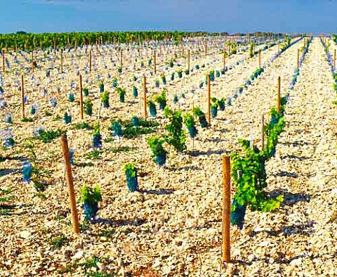 Young Sauvignon Blanc vineyard on limestone soil at Bu near Sancerre Cher France  Sancerre