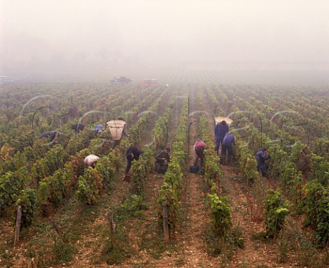 Harvesting Pinot Noir grapes in the autumn mist at Mercurey SaneetLoire France Mercurey  Cte Chalonnaise