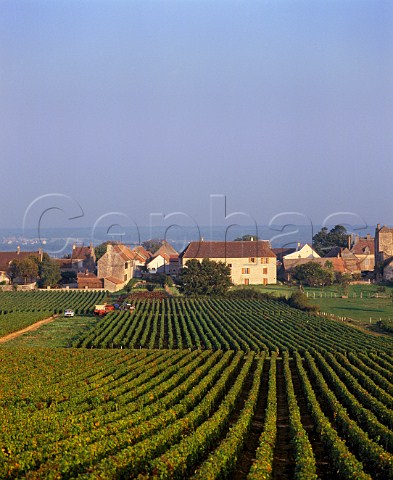 Harvesting Pinot Noir grapes in vineyard at   Chenevelles near Buxy SaneetLoire France   Montagny  Cte Chalonnaise