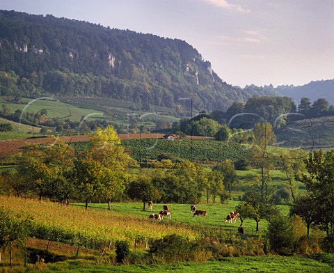Vineyards Montbliarde cows and maize field near Poligny Jura France  Ctes du Jura