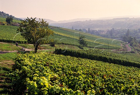 Vineyards above Nantoux Cte dOr France  Hautes Ctes de Beaune