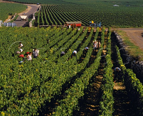Harvesting Chardonnay grapes in Cailleret vineyard at PulignyMontrachet Cte dOr France  Cte de Beaune Premier Cru