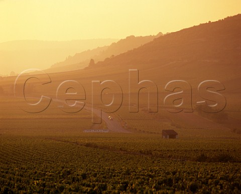 D973 road running through the vineyards of   Meursault Monthelie and AuxeyDuresses Cte dOr   France   Cte de Beaune