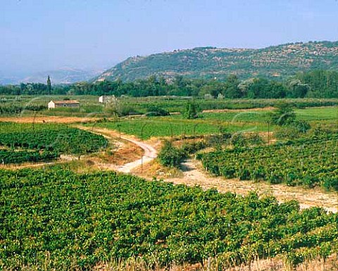 Vineyards near StSernin Ardche France   Coteaux de lArdche