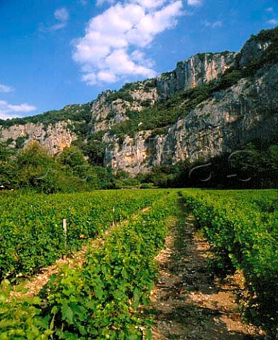 Vineyard in the Ardche gorge  near VallonPontdArc Ardche France   Coteaux de lArdche