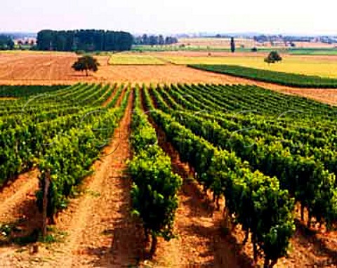 Vineyard near Amberre to the northwest of Poitiers   Vienne France    HautPoitou