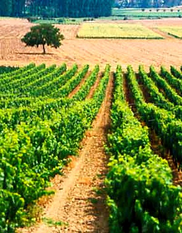 Vineyard near Amberre to the northwest of Poitiers   Vienne France    HautPoitou