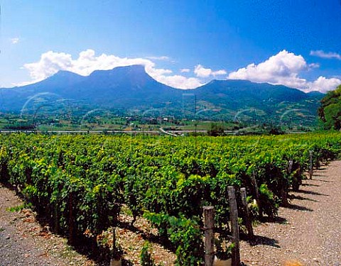 Vineyards at Chignin Savoie France   Vin de SavoieChignin