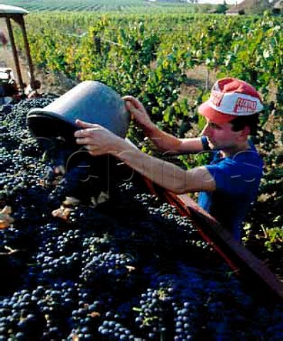 Harvesting Merlot grapes at Monbazillac Dordogne   France   AC Bergerac