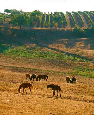 Vineyard and horses at Monbazillac Dordogne France  Monbazillac  Bergerac