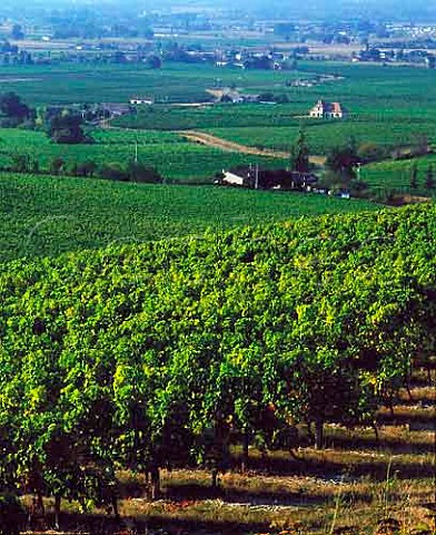 Vineyards at Monbazillac Dordogne France  Monbazillac  Bergerac