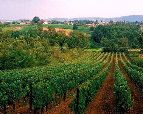 Vineyards near Caillac Lot France  Cahors