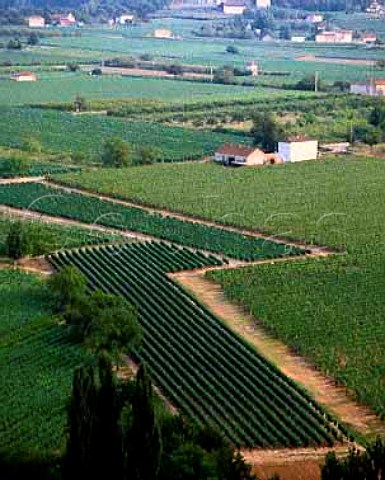 Vineyards at Parnac Cahors