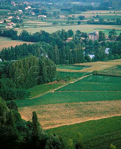 Vineyards by the poplar treelined  River Lot   between Parnac and Caillac Lot France   Cahors