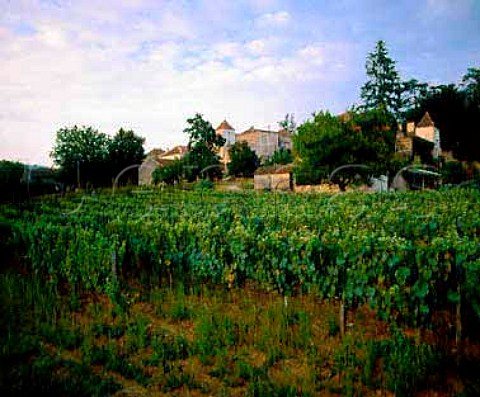 Vineyard at Crayssac near Cahors Lot France     AC Cahors