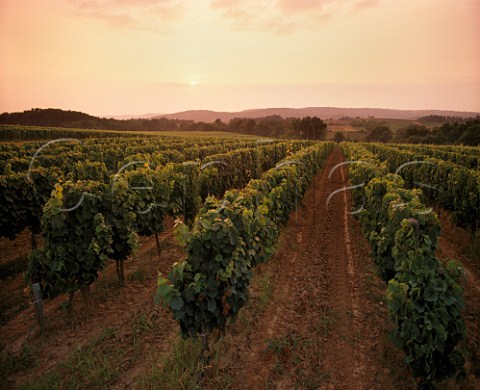 Sunset over vineyard of Les CtesdOlt cooperative Mercus Lot France Cahors