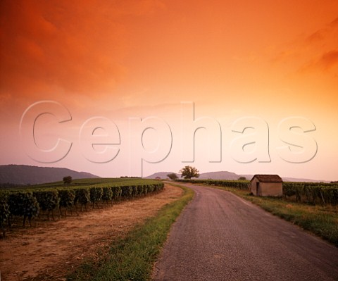 Sunset over vineyards near Mercus Lot France  Cahors