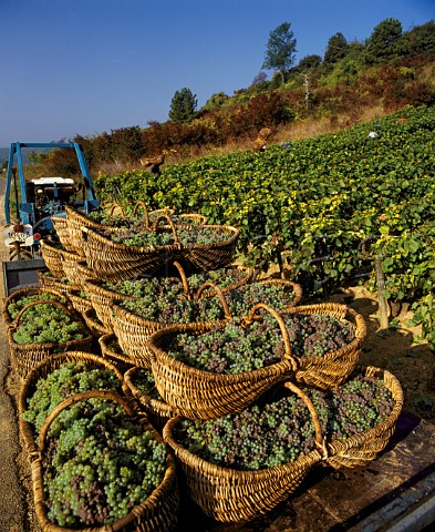 Harvested Aligot grapes in traditional wicker   baskets PernandVergelesses Cte dOr France   Cte de Beaune