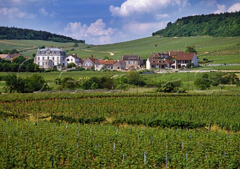 Vineyards at Mercurey SaneetLoire France   Cte Chalonnaise
