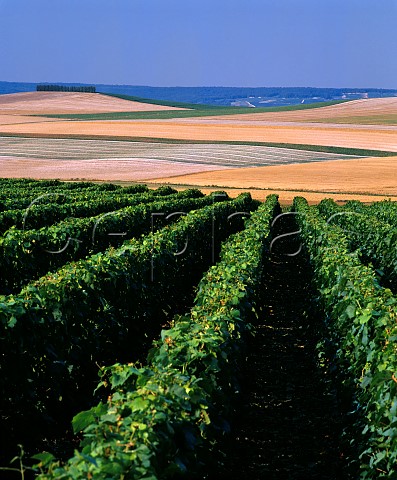View north over vineyard and agricultural fields towards the Marne Valley from near Cuis Marne France Cte des Blancs  Champagne