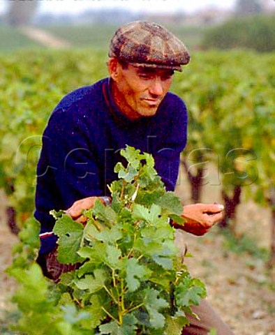 Chteau LafiteRothschild vineyard worker   Pauillac Gironde France  Mdoc  Bordeaux