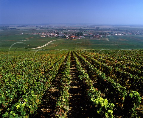 View from top of  Les Gaudichots vineyard over La Tche and RomaneConti vineyards to village of VosneRomane Cte dOr France  Cte de Nuits