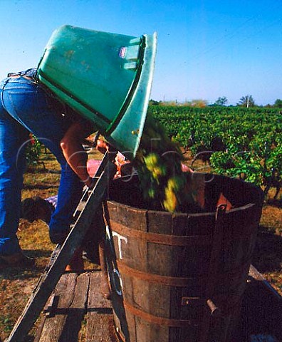 Harvesting Muscadelle grapes for the local   cooperative Mussidan Dordogne France
