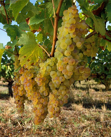 Cephas Picture Library - Asset Details 1006580- Muscadelle grapes ...