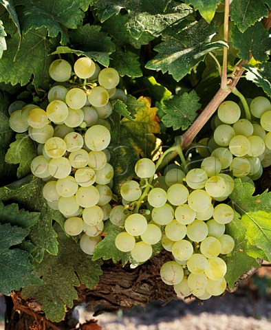 Chasselas grapes known as Fendant in Switzerland   and Gutedel in Germany